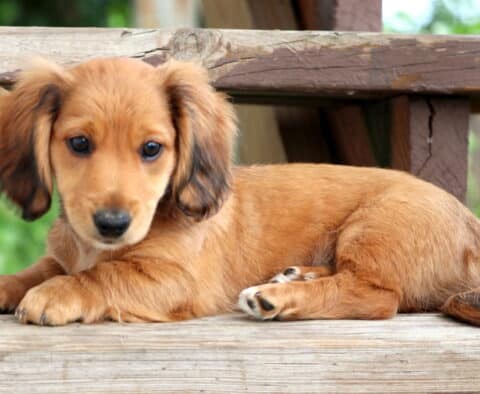 Rolo Mini Dachshund2