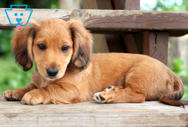 Adorable Mini Dachshund puppy with light reddish-brown fur and darker-tipped ears, lying on a wooden bench and gazing sweetly at the camera. image