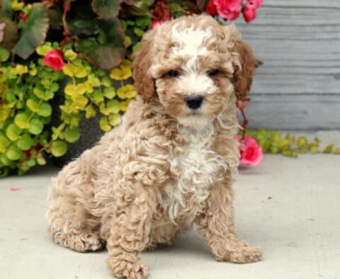Rolo Mini Poodle