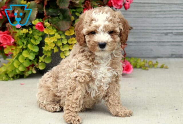 Light apricot Mini Poodle puppy with a curly coat and white markings on the chest and face, sitting on a concrete surface beside bright flowers and green foliage. image