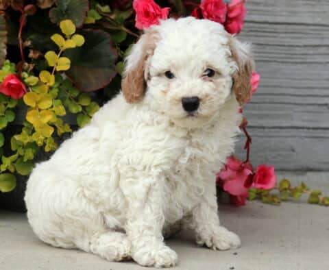Ronnie Mini Poodle