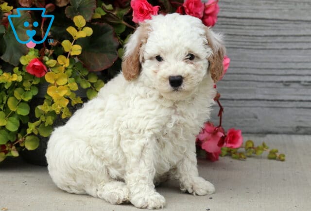 Cream-colored Mini Poodle puppy with light brown ears sitting on a concrete surface next to a flower planter filled with bright pink and yellow blossoms. image