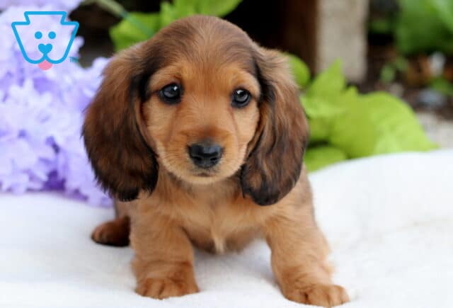 Adorable Mini Dachshund puppy with reddish-brown coat and long ears sitting on a white surface, gazing sweetly at the camera with soft purple flowers in the background. image