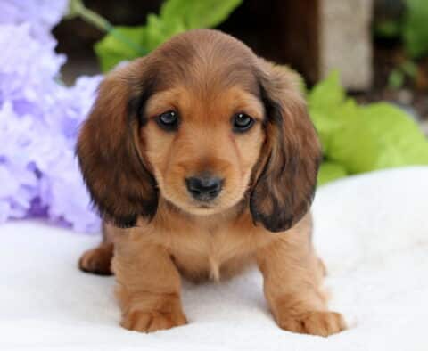 Sweet Mini Dachshund puppy with a shiny reddish-brown coat and long floppy ears, standing on a white blanket with light purple flowers in the background.