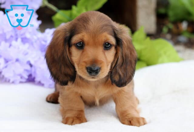 Sweet Mini Dachshund puppy with a shiny reddish-brown coat and long floppy ears, standing on a white blanket with light purple flowers in the background. image