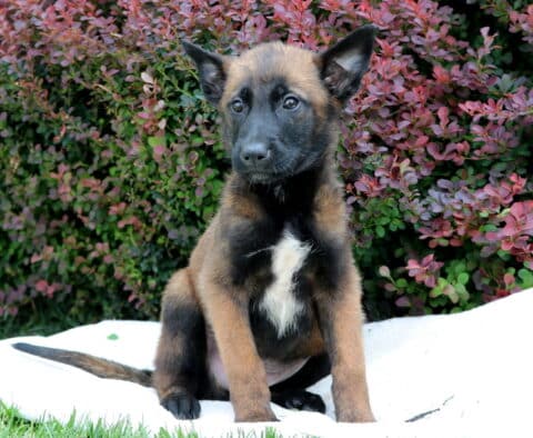 Rosco Belgian Malinois