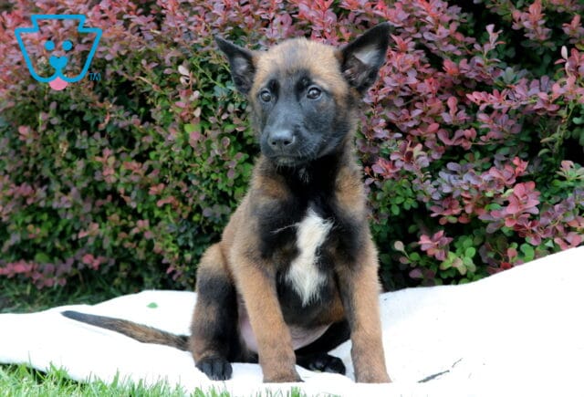 Rosco Belgian Malinois image