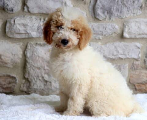 Rose Mini Bernedoodle