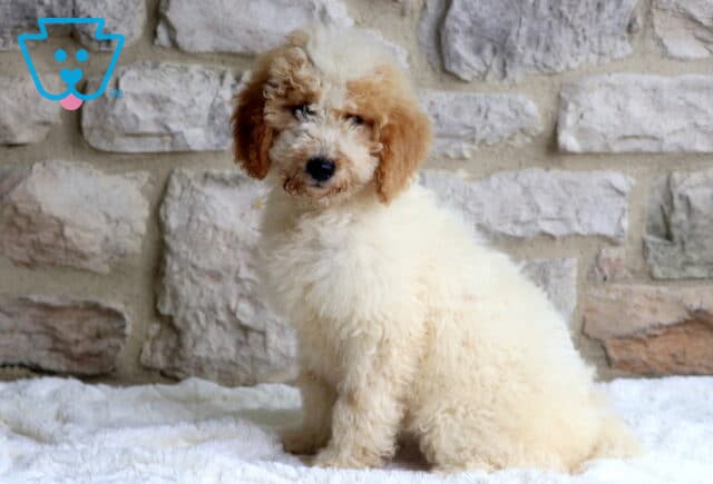 Rose Mini Bernedoodle image