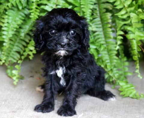 Curly-coated black Cavapoo puppy with white markings on its chest and chin, sitting alertly on concrete in front of bright green ferns.