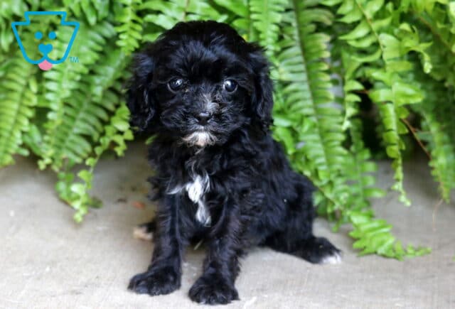 Curly-coated black Cavapoo puppy with white markings on its chest and chin, sitting alertly on concrete in front of bright green ferns. image