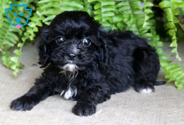 Sweet black Cavapoo puppy with soft curls and white accents on its chest and chin, lying down in front of a background of green ferns. image