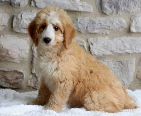 Roxy Mini Bernedoodle