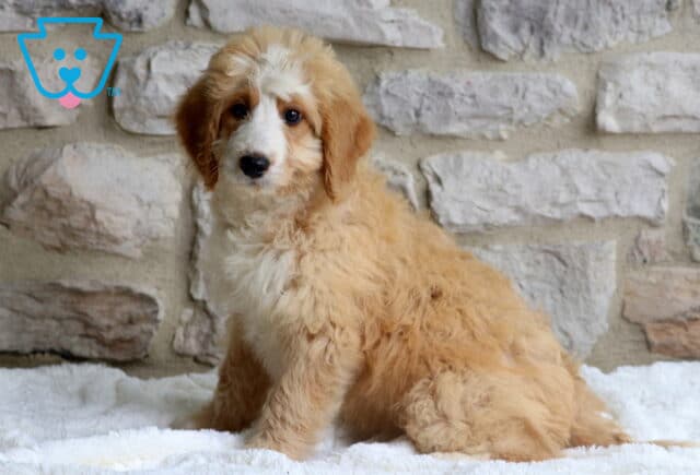 Roxy Mini Bernedoodle image