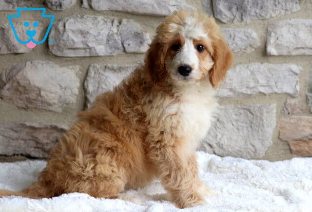 Roxy Mini Bernedoodle2 image