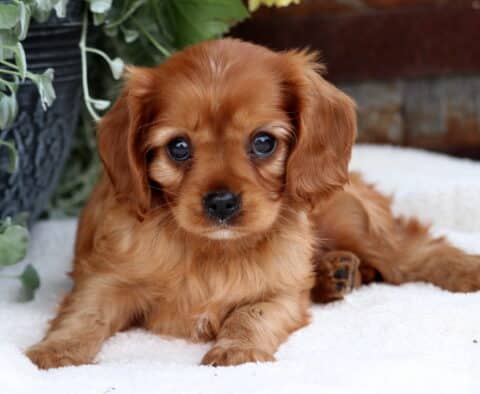 Sweet ruby Cavalier King Charles Spaniel puppy lying on a white blanket, gazing forward with big, soulful eyes and surrounded by soft greenery in the background.