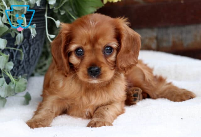 Sweet ruby Cavalier King Charles Spaniel puppy lying on a white blanket, gazing forward with big, soulful eyes and surrounded by soft greenery in the background. image