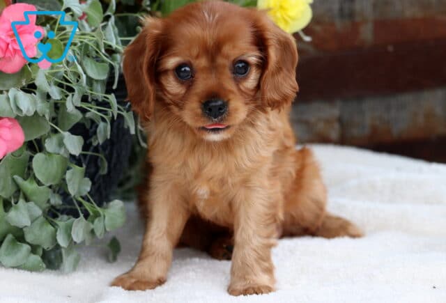 Adorable ruby Cavalier King Charles Spaniel puppy sitting on a soft white blanket, with its tiny tongue peeking out and surrounded by lush greenery and pink and yellow flowers. image