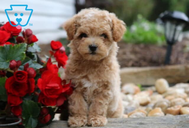 Ruffles Maltipoo image