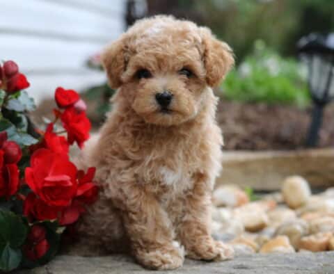 Ruffles Maltipoo2