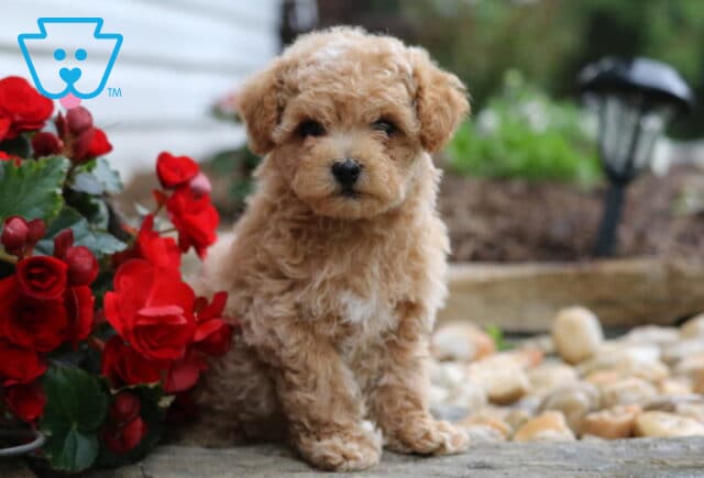 Ruffles Maltipoo2 image