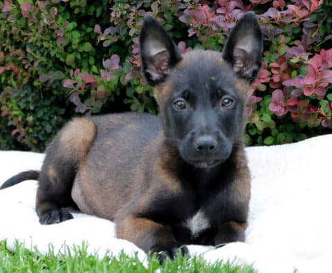 Rufus Belgian Malinois