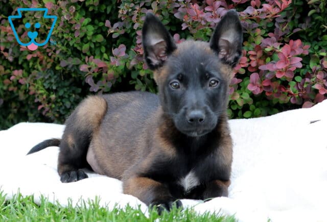 Rufus Belgian Malinois image