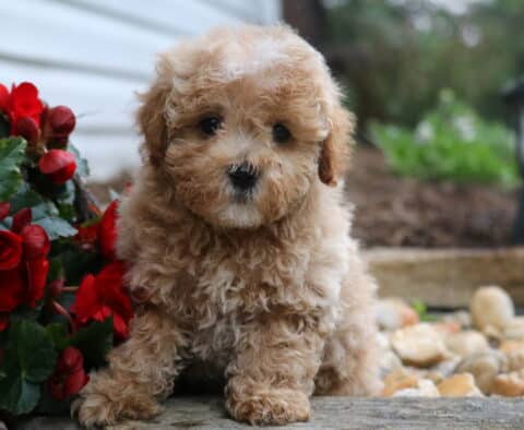 Ryder Maltipoo