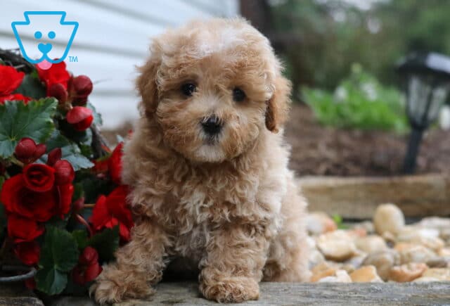 Ryder Maltipoo image