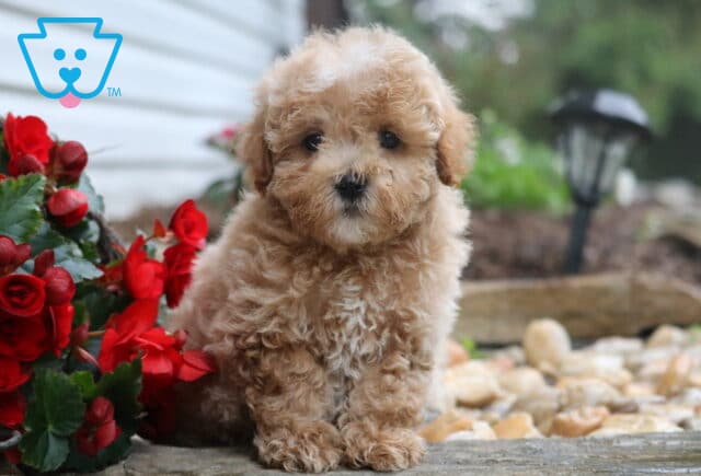 Ryder Maltipoo2 image