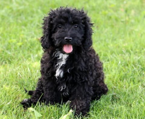 Curly black Cockapoo puppy with a white patch on its chest sitting in the grass, looking happy with its pink tongue out.