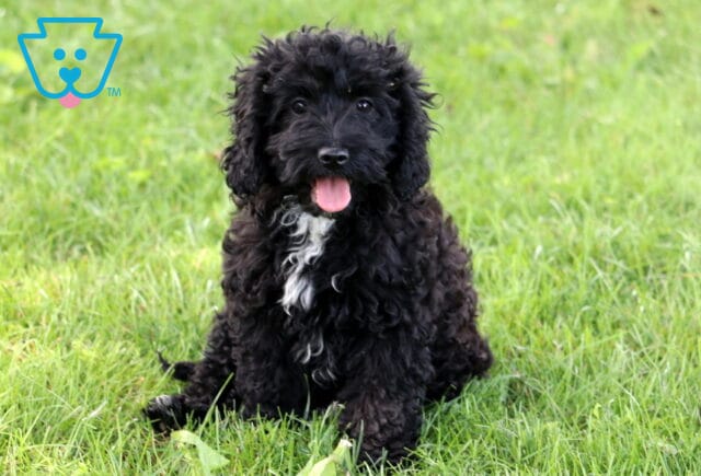 Curly black Cockapoo puppy with a white patch on its chest sitting in the grass, looking happy with its pink tongue out. image