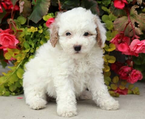 Rylie Mini Poole