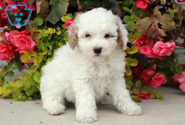 Fluffy white Mini Poodle puppy with light brown ears sitting on a concrete surface, backed by lush green leaves and bright pink flowers. image