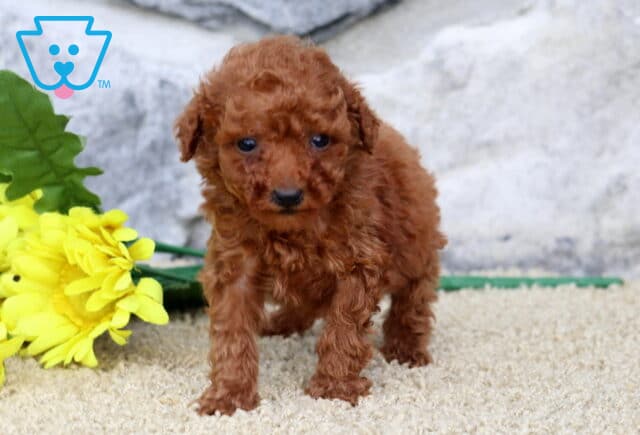 Tiny red toy Poodle puppy standing on a tan carpet with bright yellow flowers beside it and a stone wall in the background. image