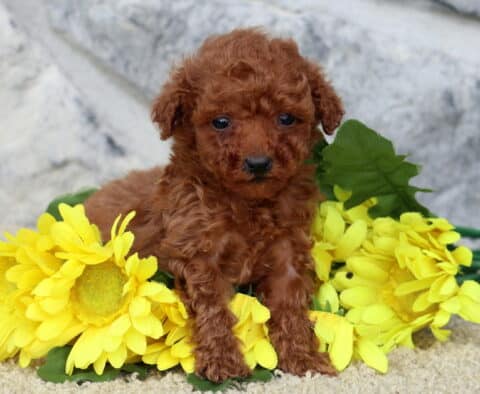 Small red toy Poodle puppy sitting among a bunch of bright yellow flowers on a tan carpet, with a stone wall in the background.