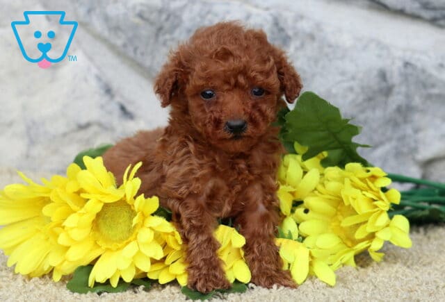 Small red toy Poodle puppy sitting among a bunch of bright yellow flowers on a tan carpet, with a stone wall in the background. image