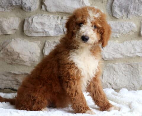 Sammy Mini Bernedoodle
