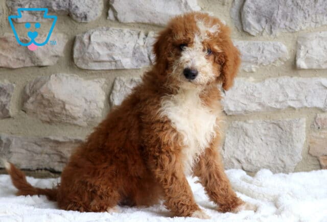 Sammy Mini Bernedoodle image