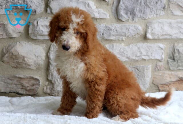 Sammy Mini Bernedoodle2 image