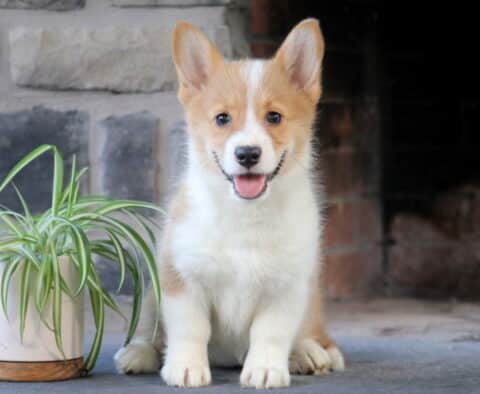 Sassy Welsh Corgi