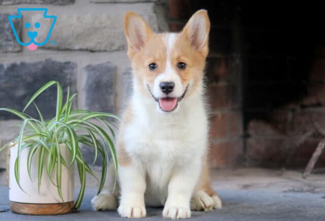 Sassy Welsh Corgi image