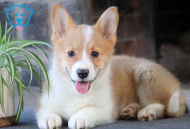 Sassy Welsh Corgi2 image