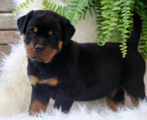Scar Rottie