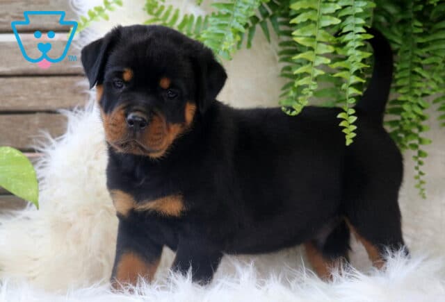 Curious Rottweiler puppy standing on a fluffy white surface with its tail up, surrounded by green ferns and a wooden backdrop. image