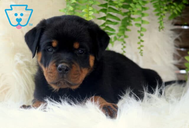 Sweet Rottweiler puppy laying down on a fluffy white rug, gazing softly at the camera with green ferns and wood paneling in the background. image