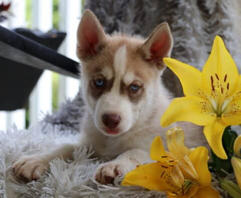 Scooby Husky
