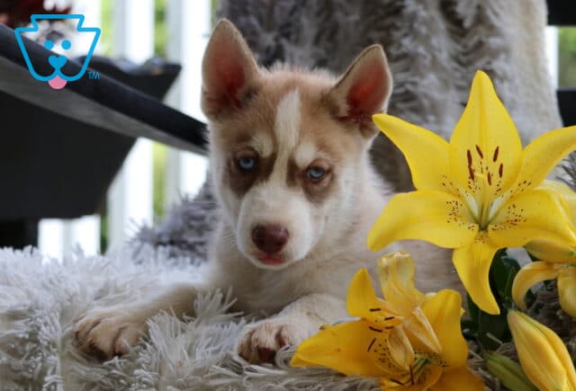 Scooby Husky image