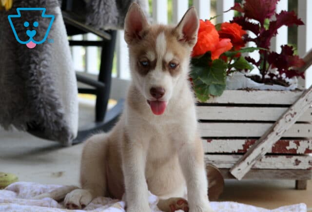 Scooby Husky2 image