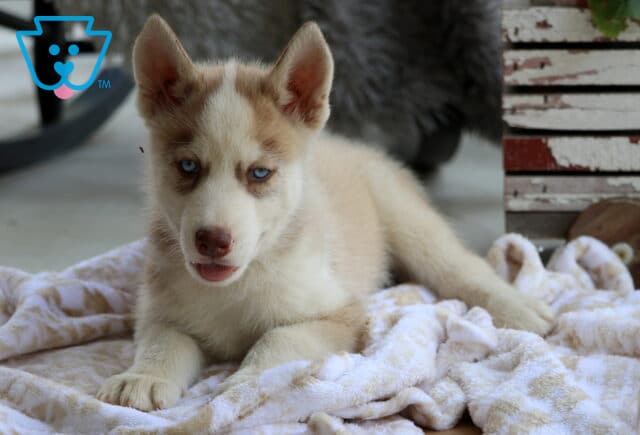 Scooter Husky image